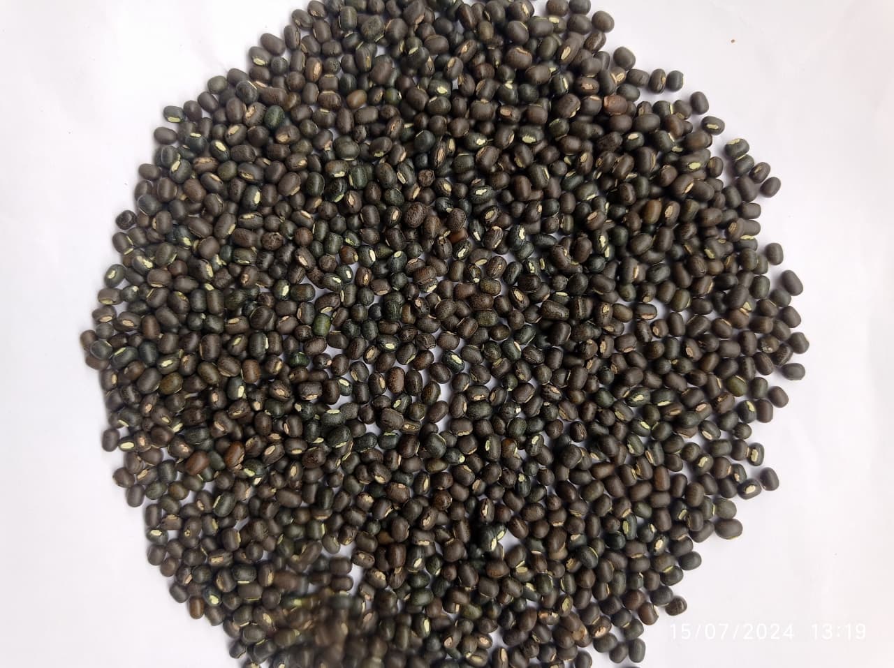 Export Quality Pulses and Lentils